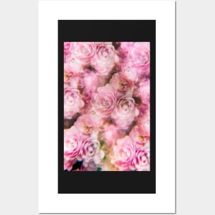 Pale pink rose bush photographed through a prism filter Posters and Art